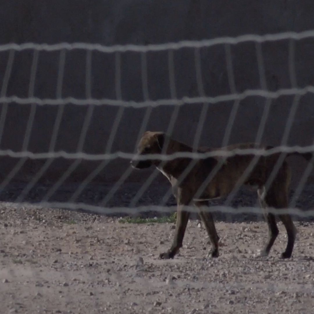 El caso corresponde a un perro que se encontraba en Samalayuca